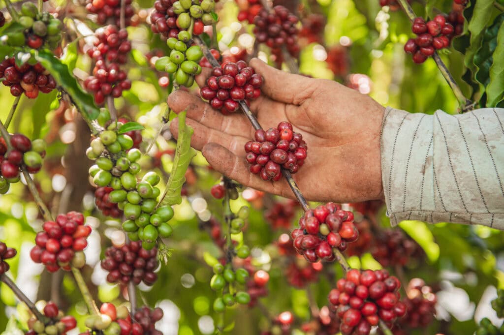secretaria-de-agricultura-prorroga-inscricoes-para-credenciamento-de-empresas-interessadas-em-patrocinar-o-qualicafe