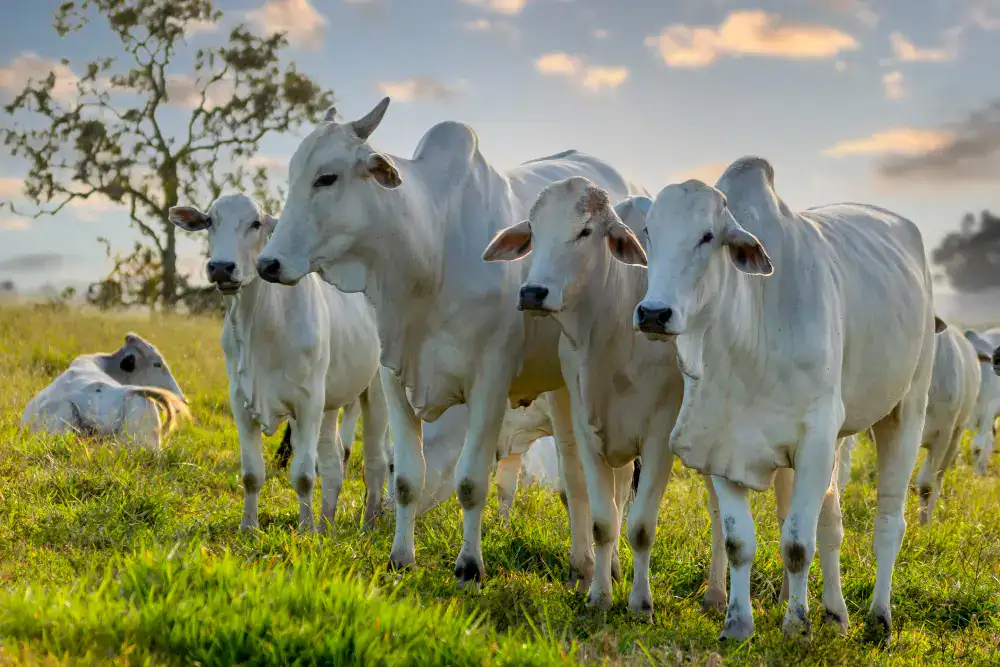 artigo-balanca-comercial-do-acre-em-marco-de-2026:-exportacoes-crescem-e-estado-amplia-presenca-no-mercado-internacional