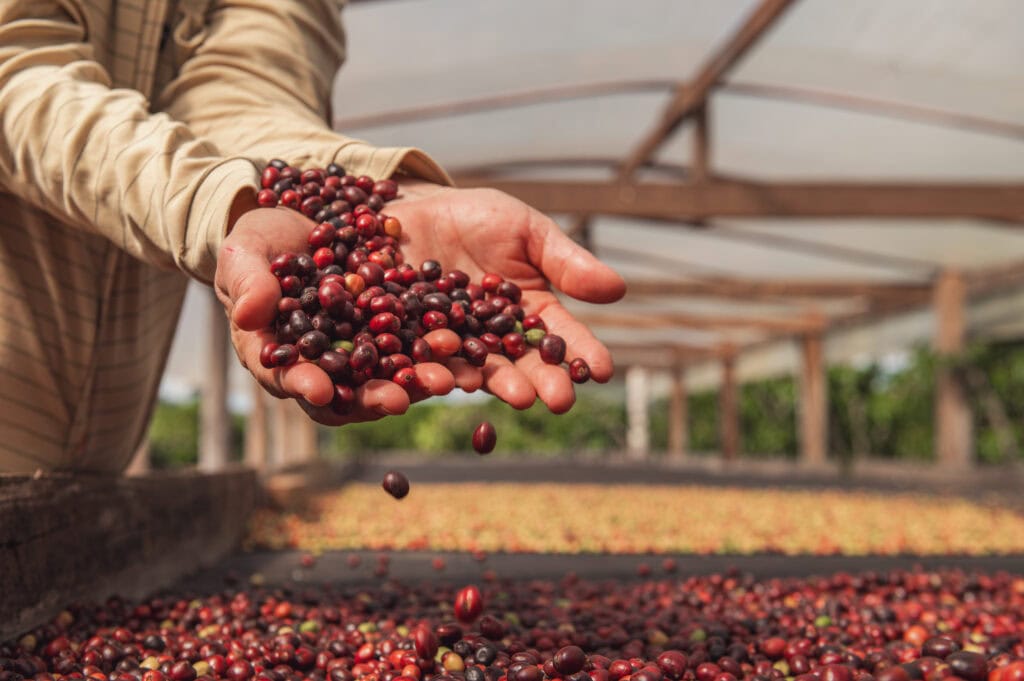 cafeicultura-acreana-avanca-em-producao,-qualidade-e-reconhecimento-nacional
