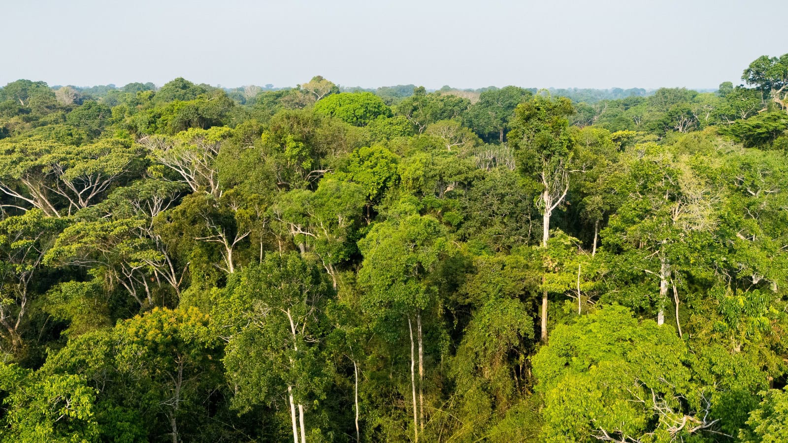 acre-reduz-desmatamento-em-43,6%-em-2025-e-registra-uma-das-maiores-quedas-do-pais,-aponta-mapbiomas