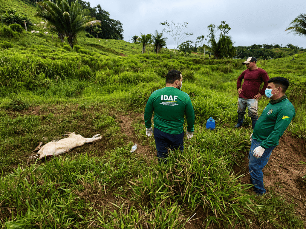 idaf-realiza-vigilancia-sanitaria-em-propriedades-rurais-de-tarauaca-apos-registros-de-mortalidade-bovina