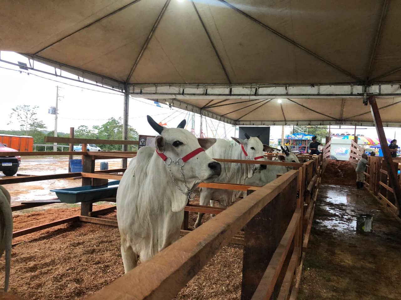 idaf-reforca-fiscalizacao-sanitaria-na-entrada-de-animais-durante-a-expoacre-jurua